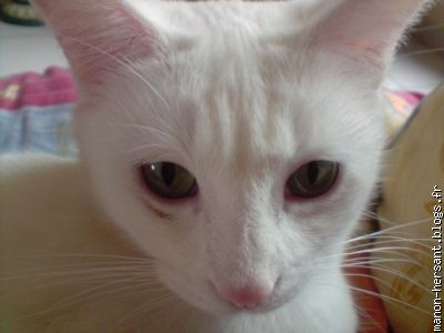 Moïse, mon chat.